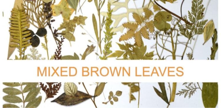 mixed brown leaves pressed